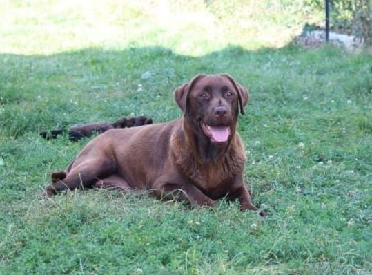 Les Labrador Retriever de l'affixe du Château d'Erros