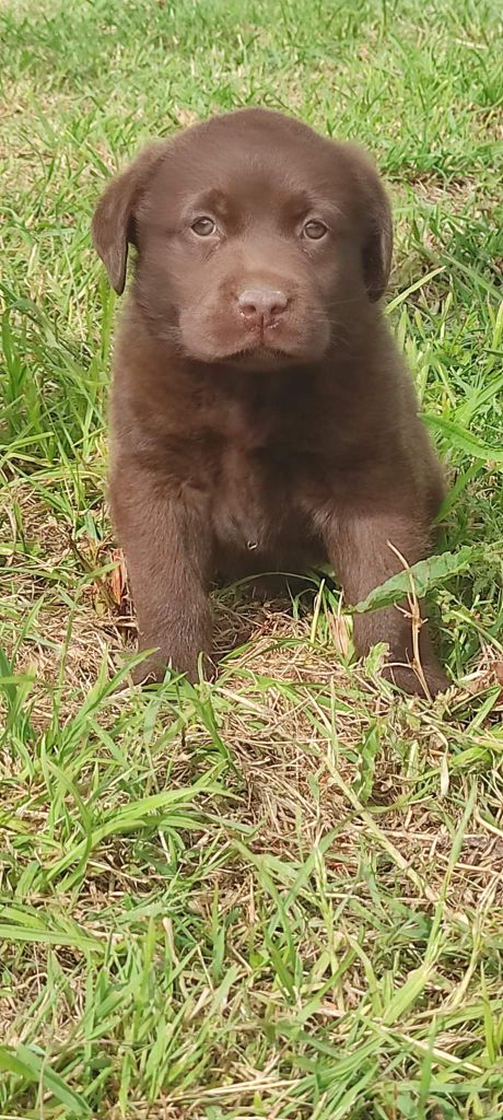 du Château d'Erros - Chiots disponibles - Labrador Retriever